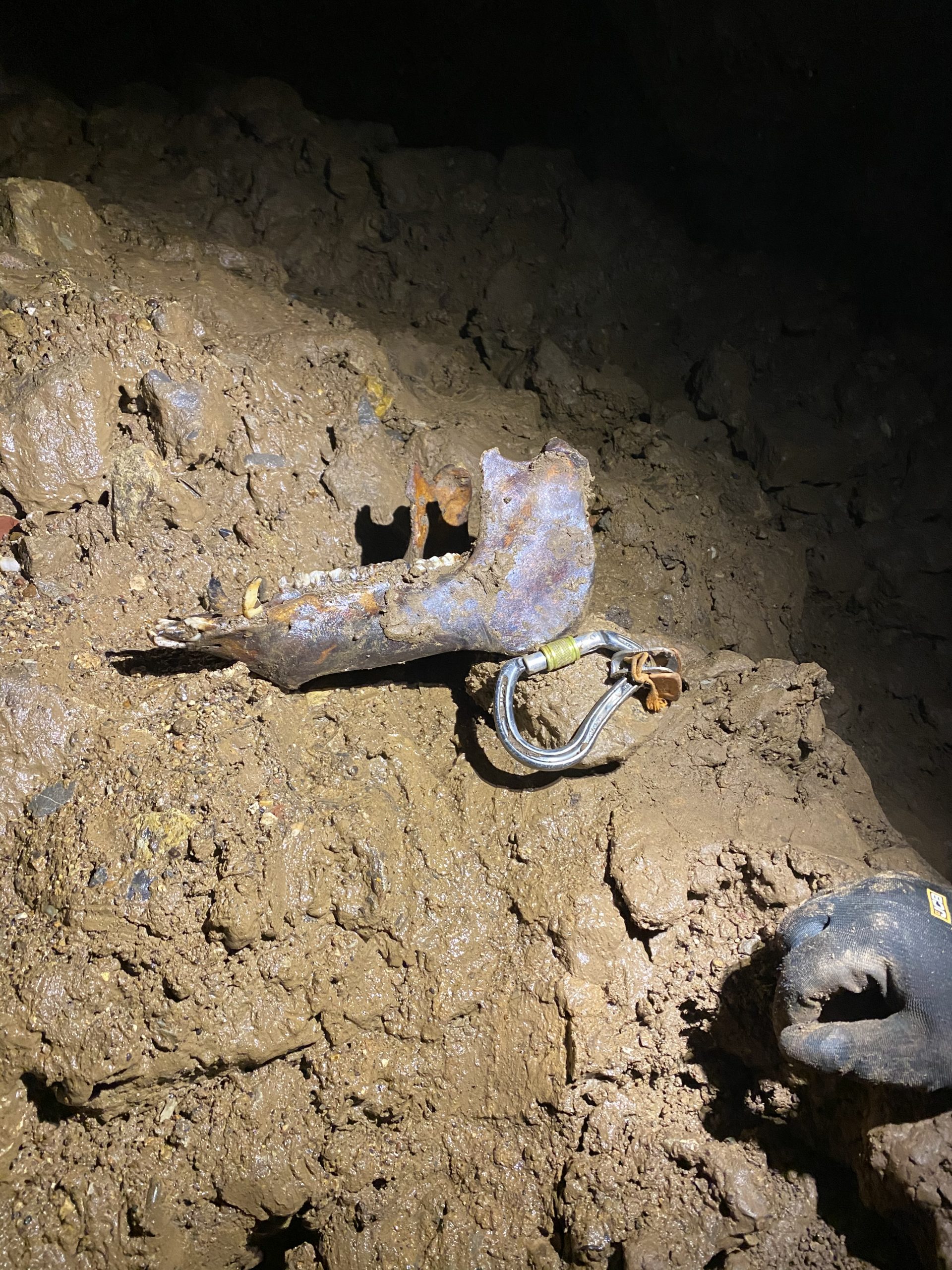A jaw bone. One of many of the bones found on the Charnel slope.