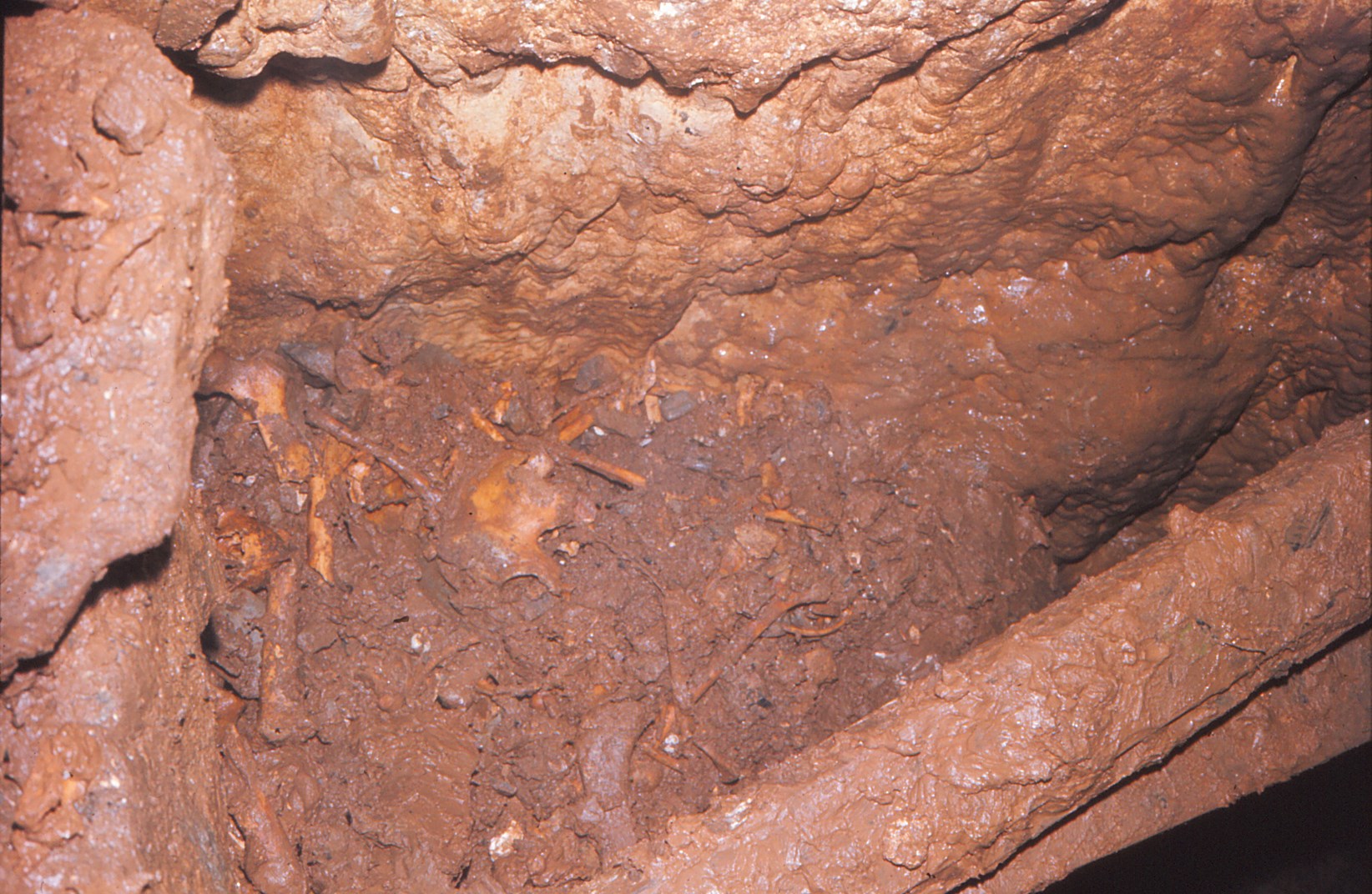 Some of the many many bones found in Bone Hole.